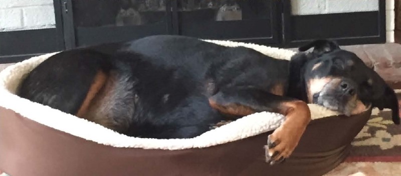 Rottweiler enjoys life overcoming hip dysplasia
