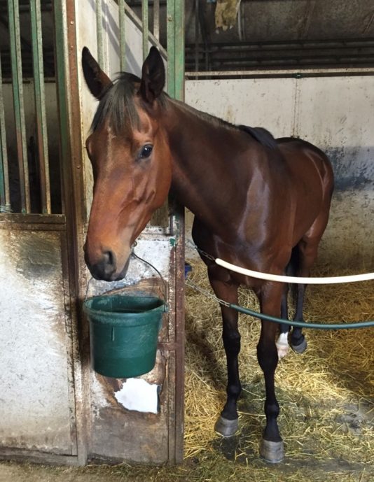 Why I Use BugOff Garlic